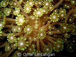flowers of the underwater world by Omar Linsangan 